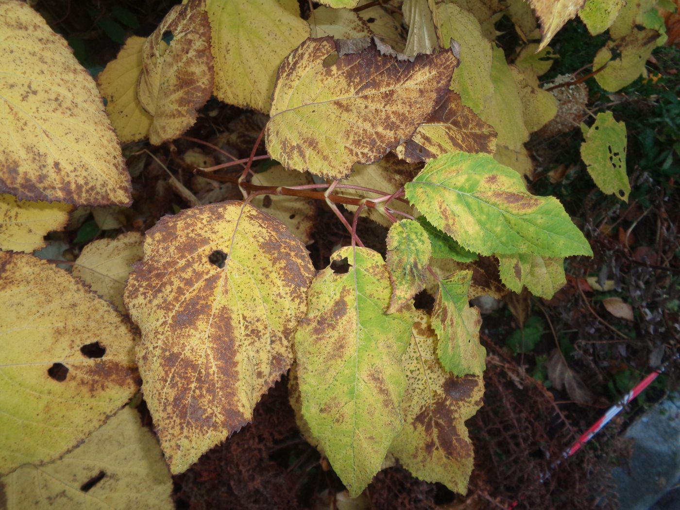 Image of Hydrangea arborescens specimen.