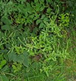 Смотреть изображение Sisymbrium officinale