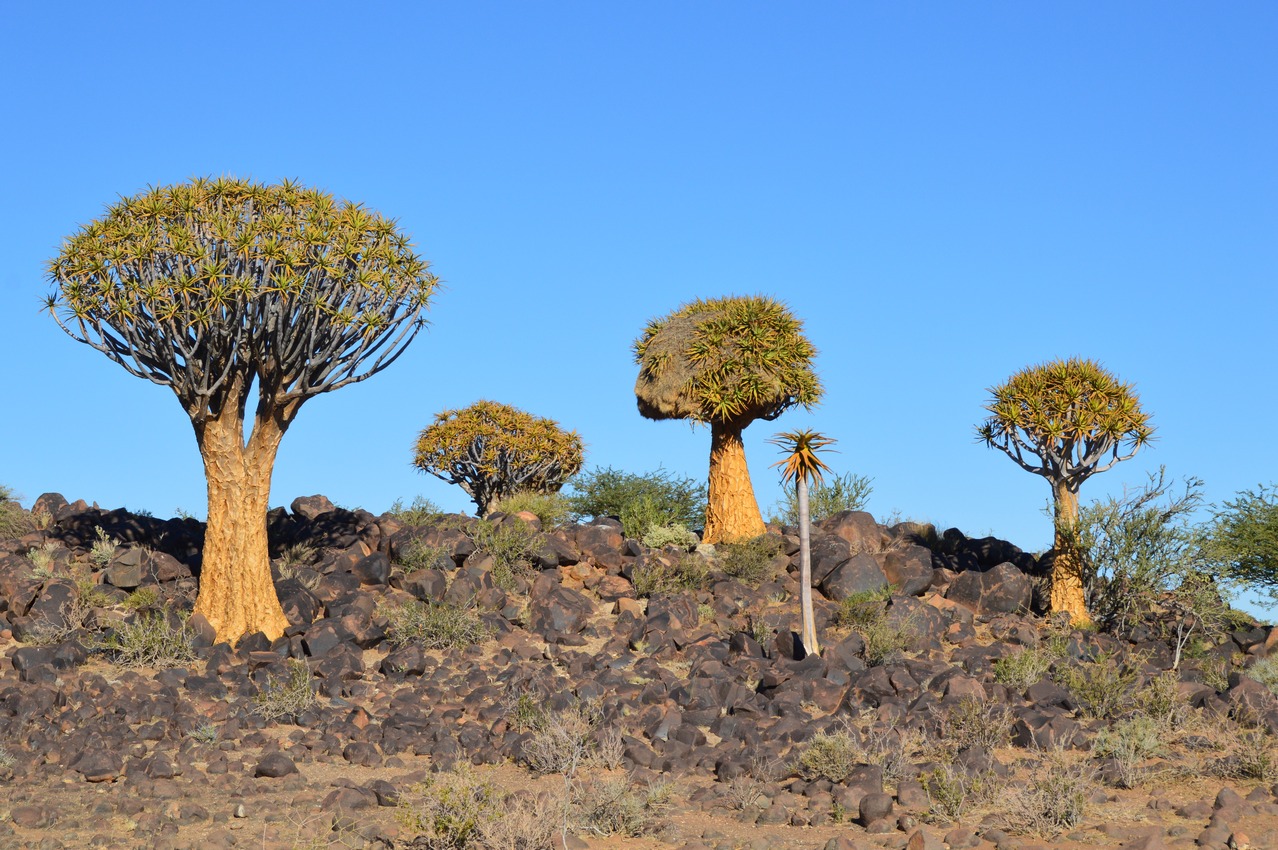 Image of Aloidendron dichotomum specimen.