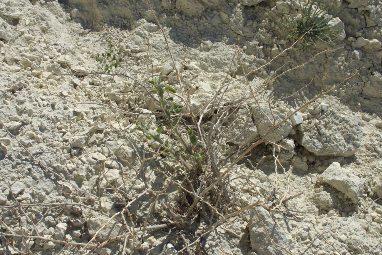 Image of Capparis herbacea specimen.