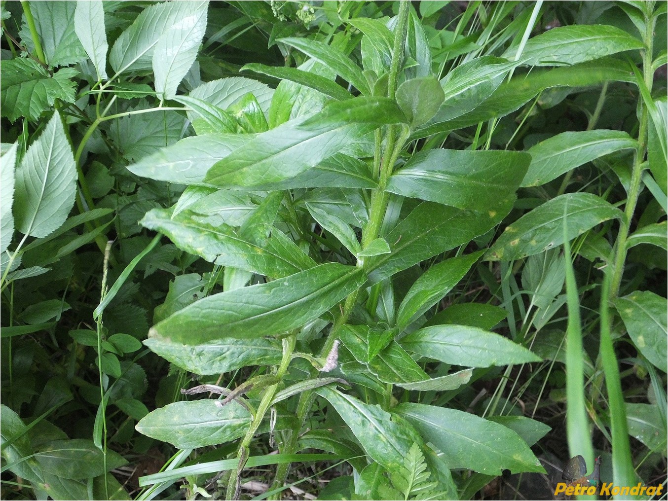 Image of Centaurea marmarosiensis specimen.