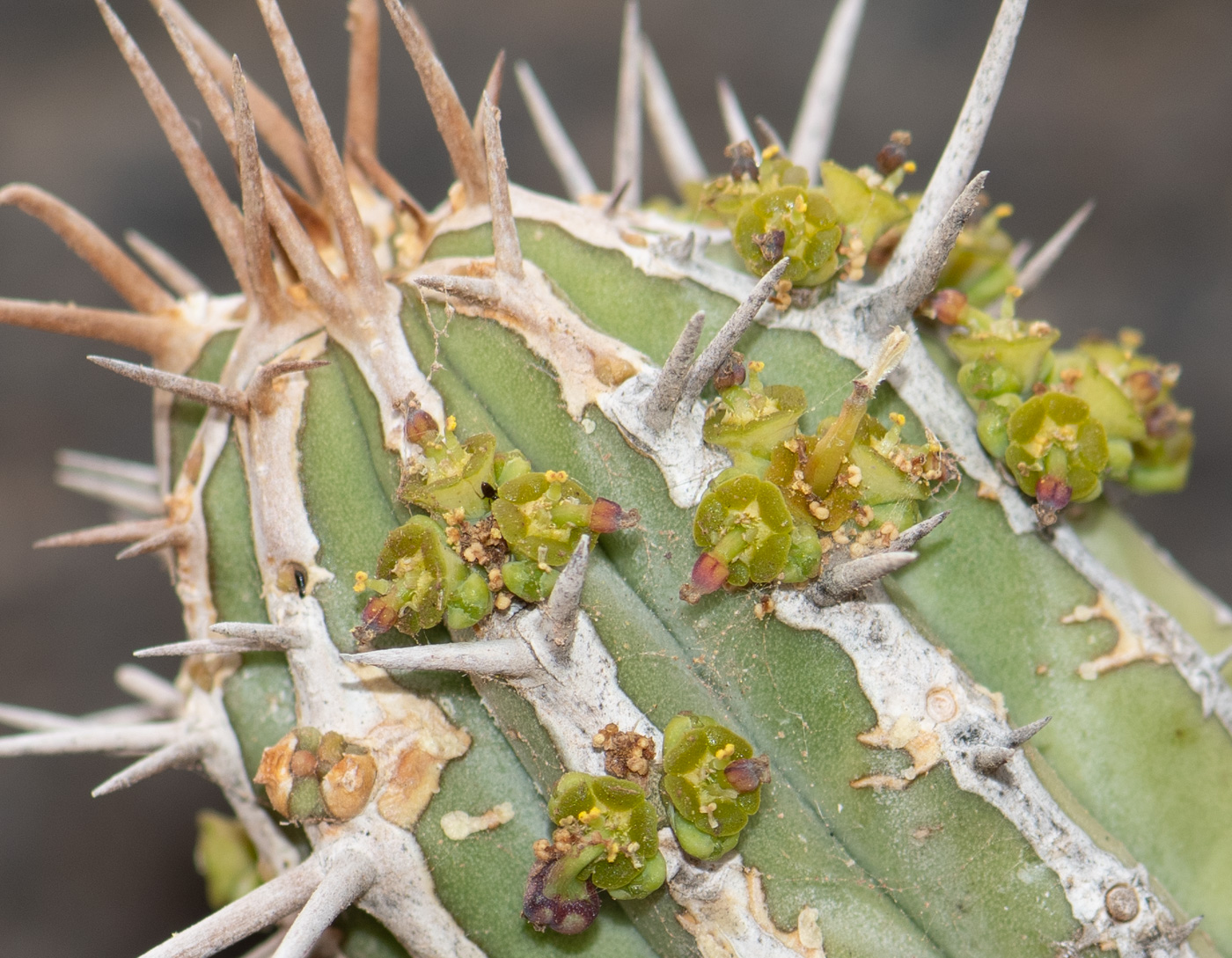 Image of Euphorbia handiensis specimen.