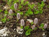 Salix chamissonis