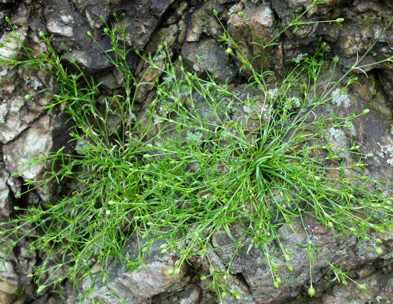 Image of Sagina maxima specimen.