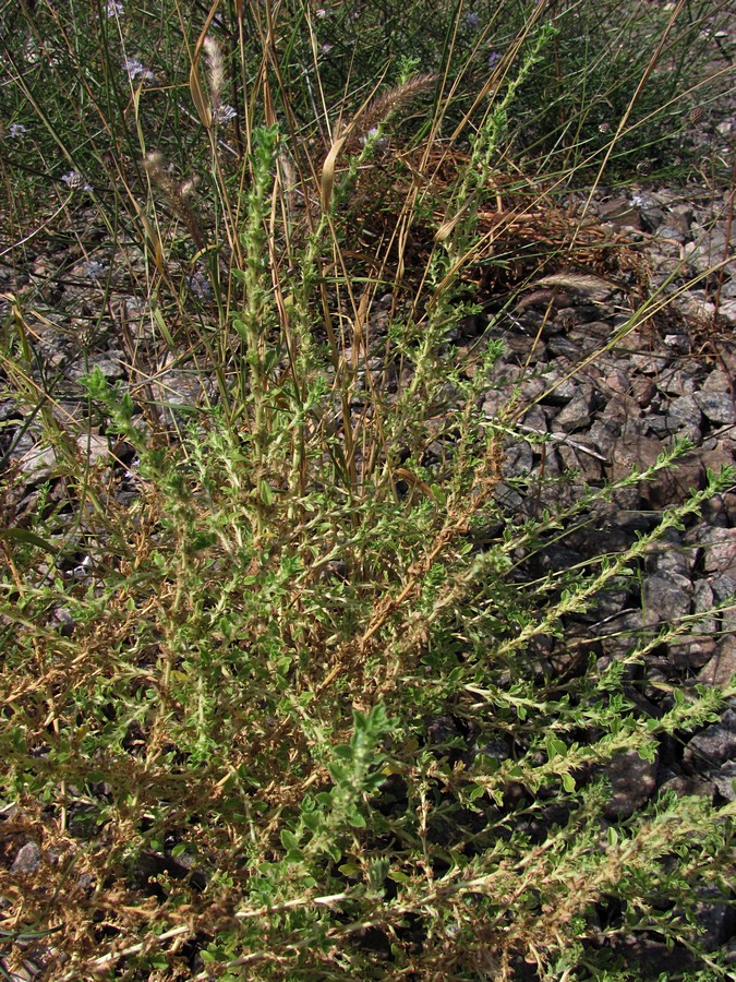 Image of Amaranthus albus specimen.