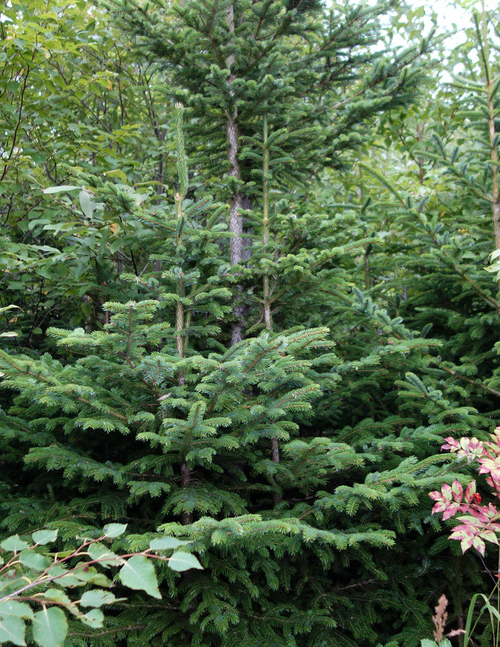 Image of Picea ajanensis specimen.