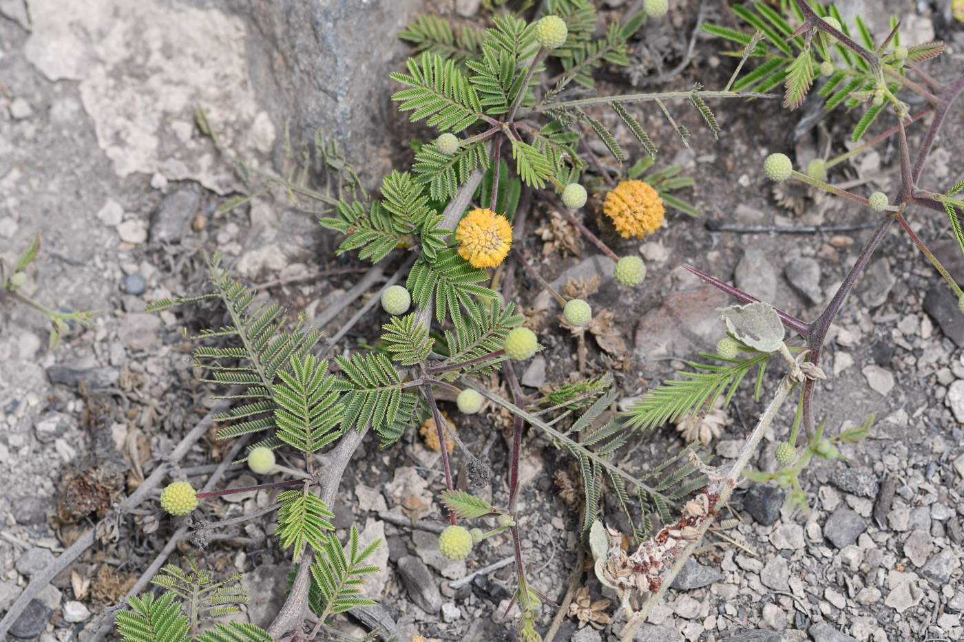 Изображение особи Vachellia aroma var. huarango.