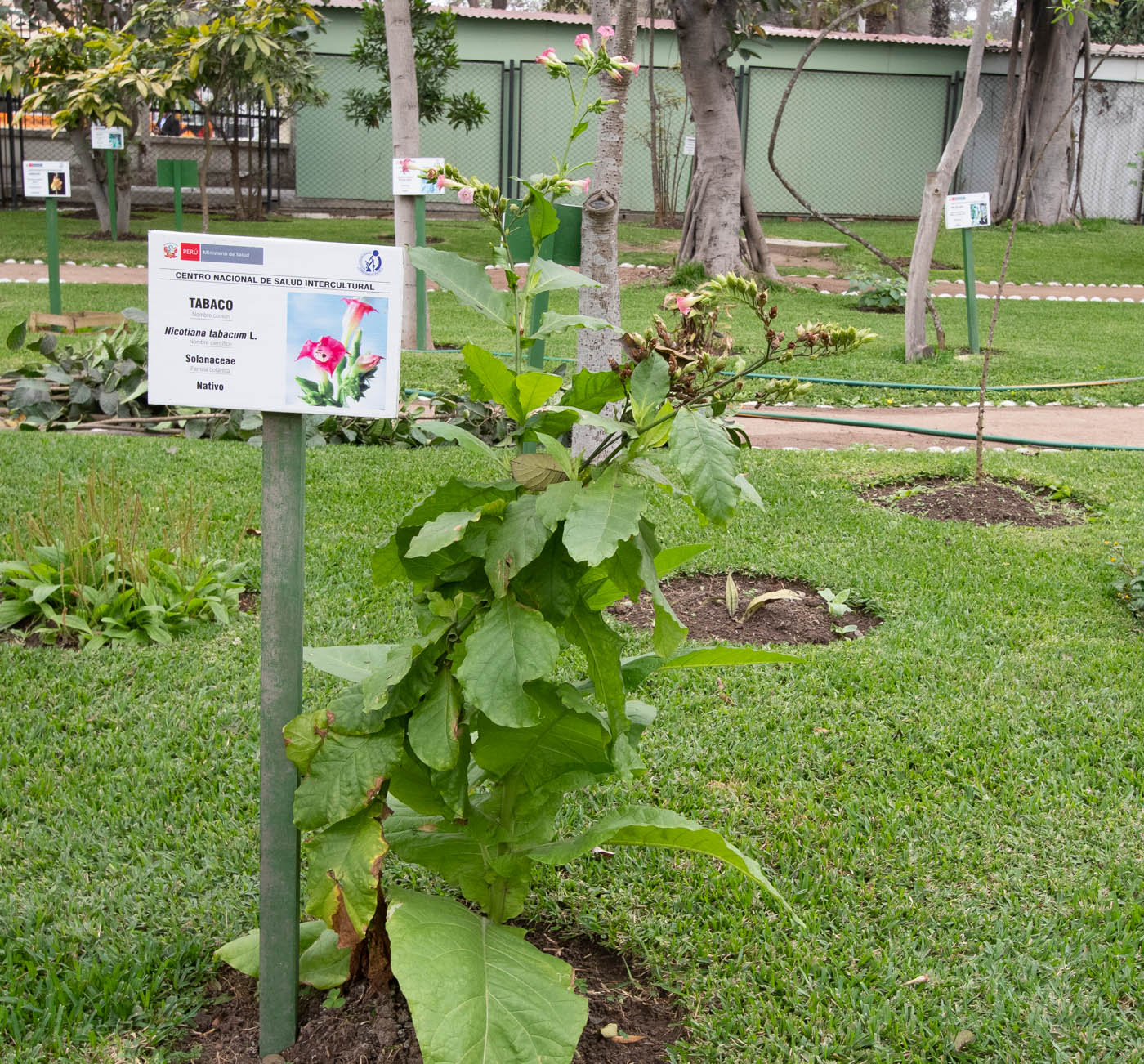 Image of Nicotiana tabacum specimen.