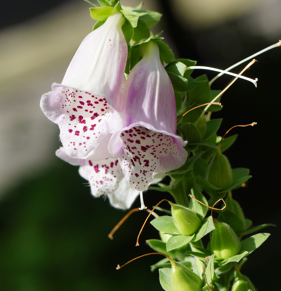 Image of Digitalis purpurea specimen.