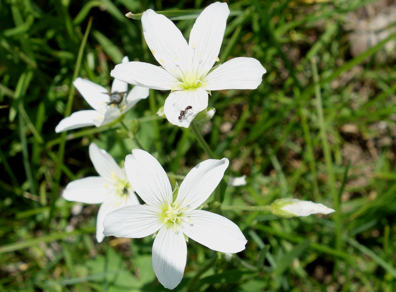 Изображение особи Cerastium bungeanum.