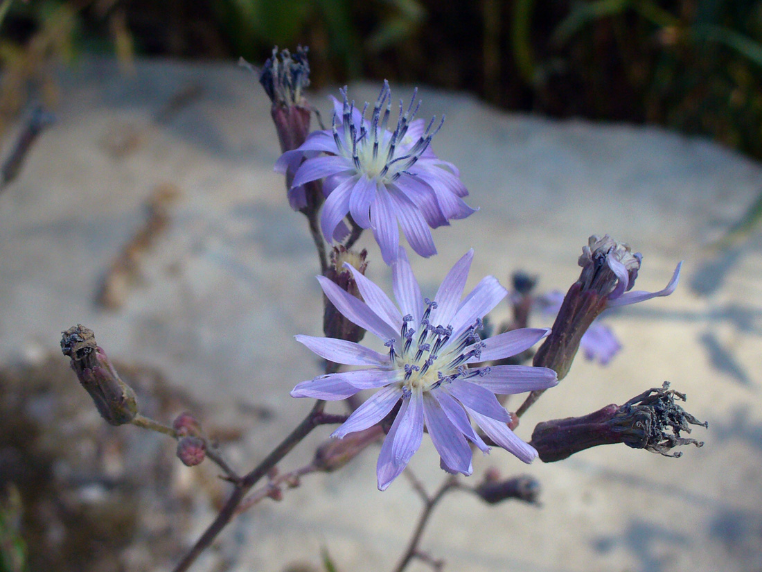 Image of Lactuca sibirica specimen.