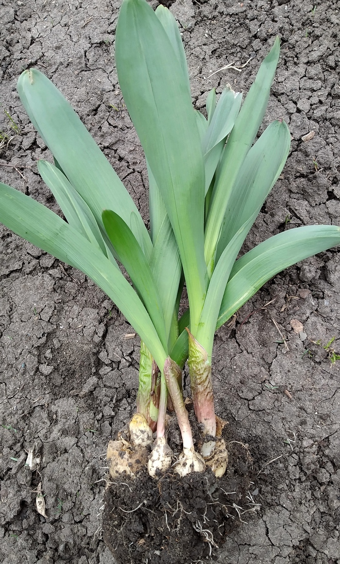 Image of genus Allium specimen.