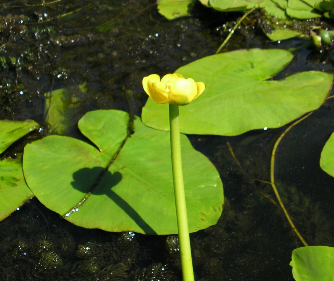 Image of Nuphar lutea specimen.