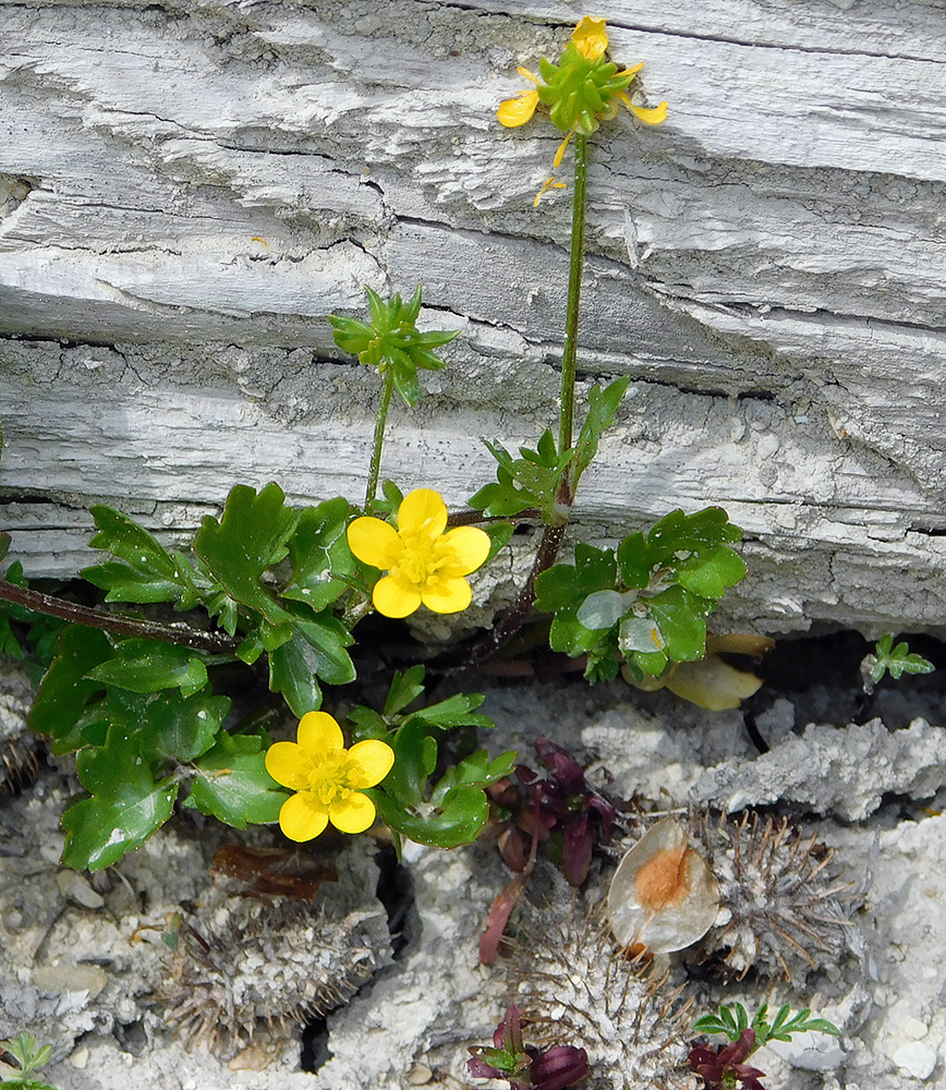 Image of Ranunculus trachycarpus specimen.