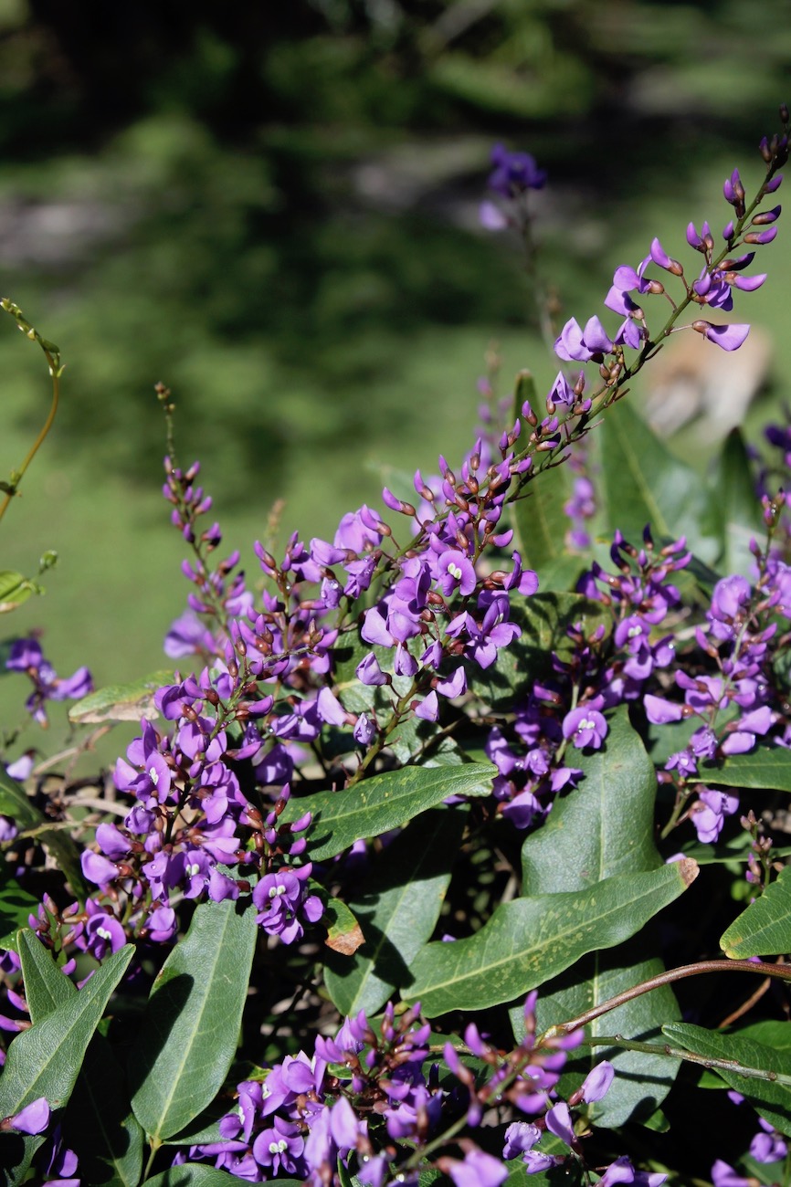 Image of Hardenbergia comptoniana specimen.