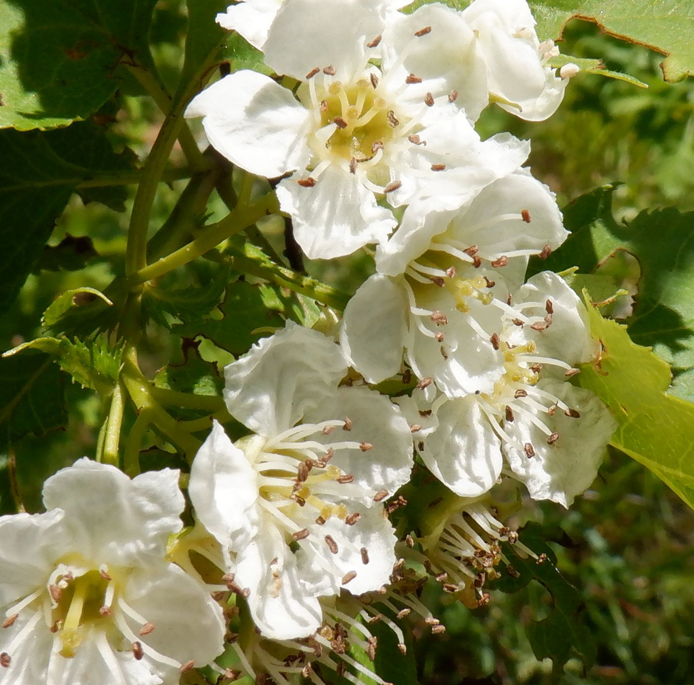 Image of Crataegus chlorocarpa specimen.