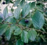 Cotoneaster lucidus. Часть веточки с плодом и листьями. Санкт-Петербург, Центральный р-н, Невский проспект, озеленение. 10.09.2020.