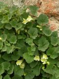 Asarina procumbens. Цветущее растение. Австрия, г. Вена, альпинарий при Бельведере. 28.04.2008.