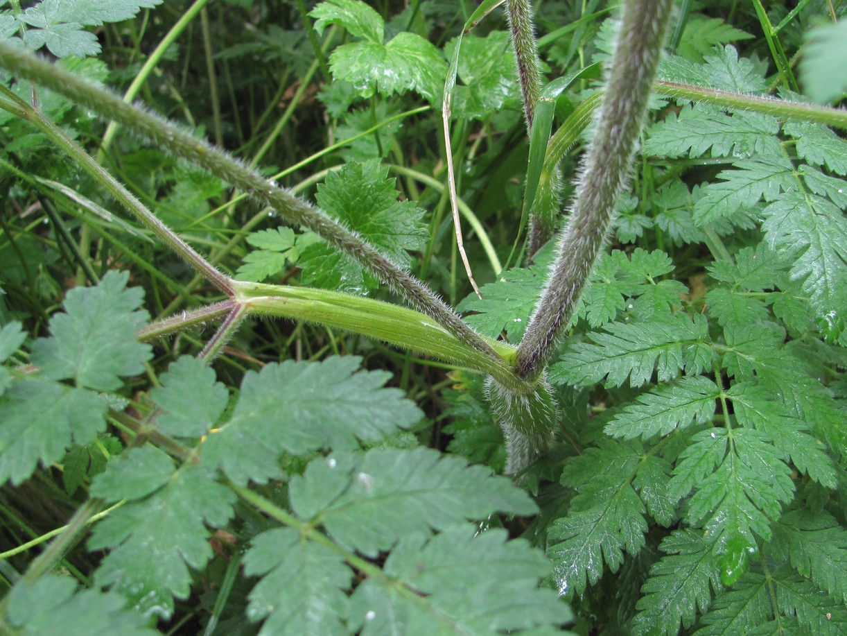 Изображение особи Chaerophyllum aureum.