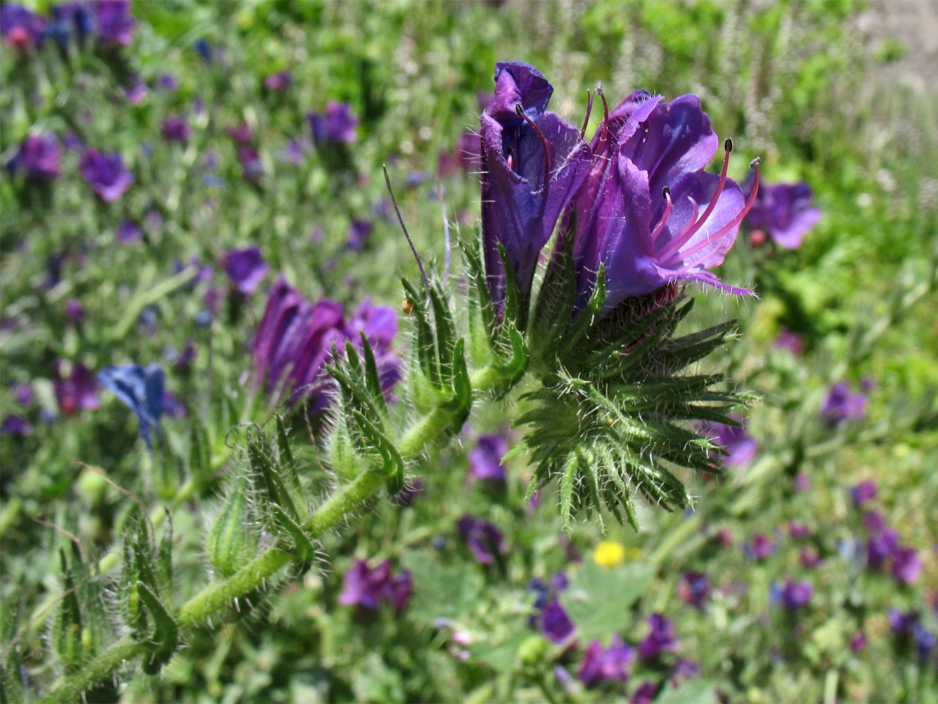 Изображение особи Echium plantagineum.