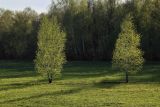 Betula pendula. Молодые деревья с распускающимися листьями. Тульская обл, окр. пос. Дубна, справа от дороги на дер. Савёнки, поляна перед опушкой смешанного леса. 01.05.2018.