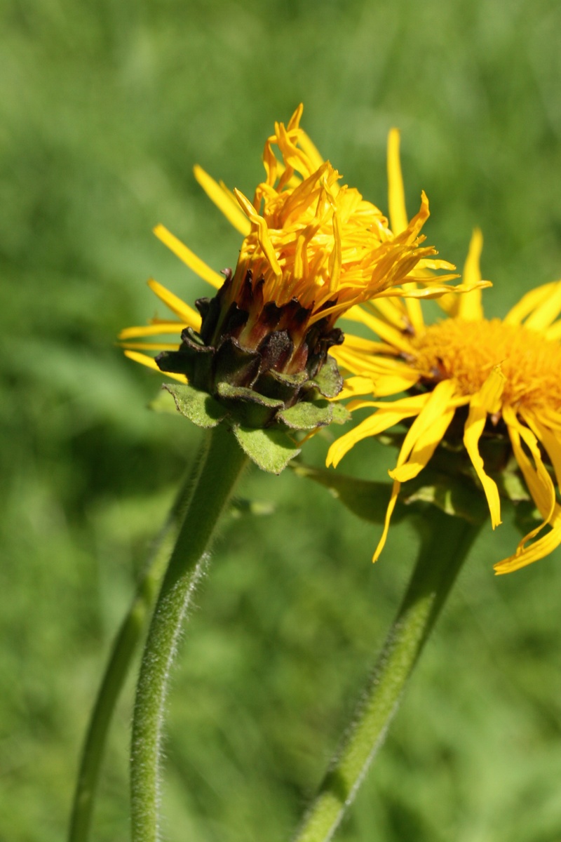 Image of Inula helenium specimen.