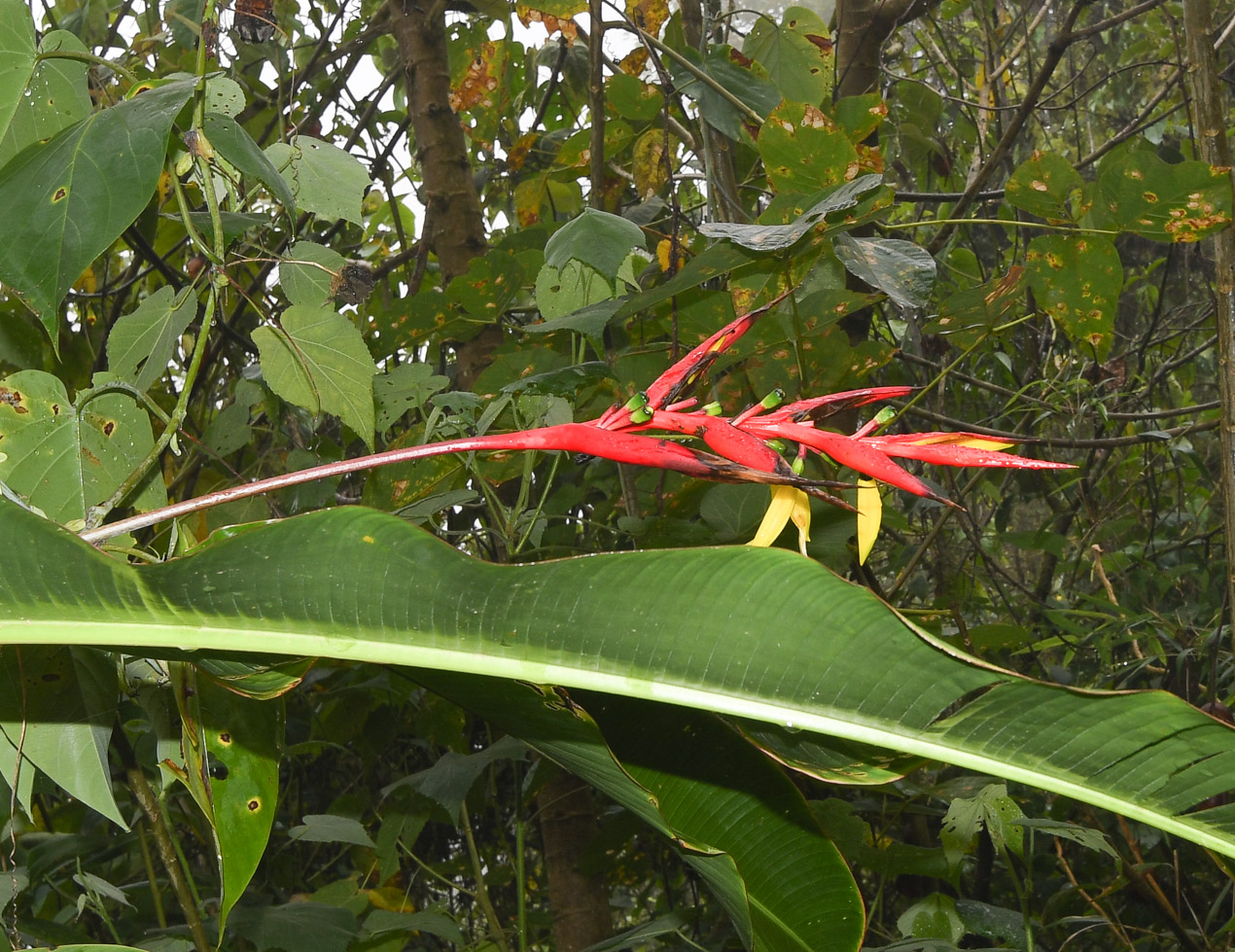 Изображение особи Heliconia subulata.