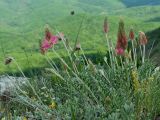 genus Onobrychis. Цветущее растение. Крым, гора Чатыр-Даг, нижнее плато, на скале. 30.05.2021.