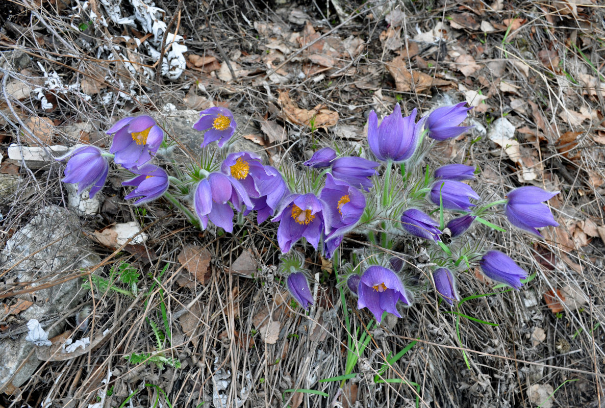 Image of Pulsatilla patens specimen.