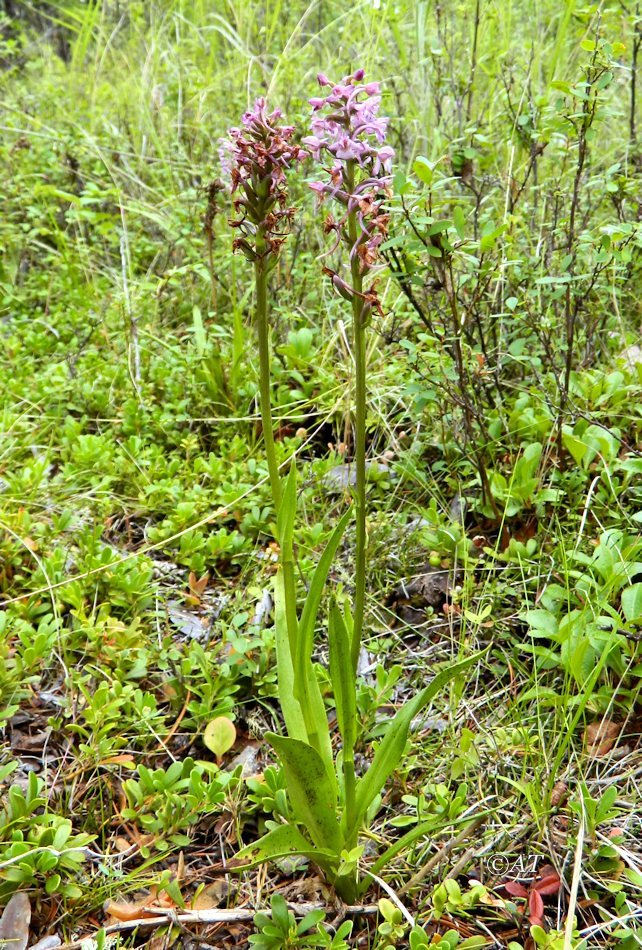 Image of Gymnadenia conopsea specimen.