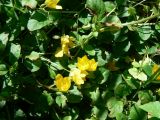 Lysimachia nummularia