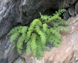 familia Apiaceae