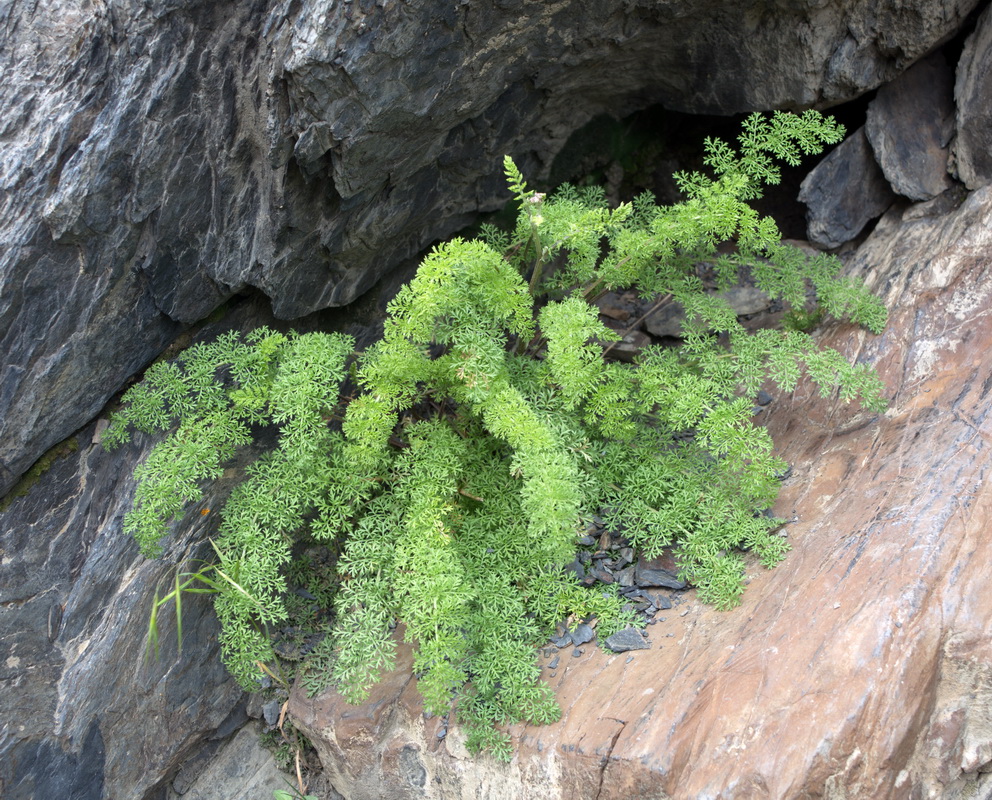 Image of familia Apiaceae specimen.