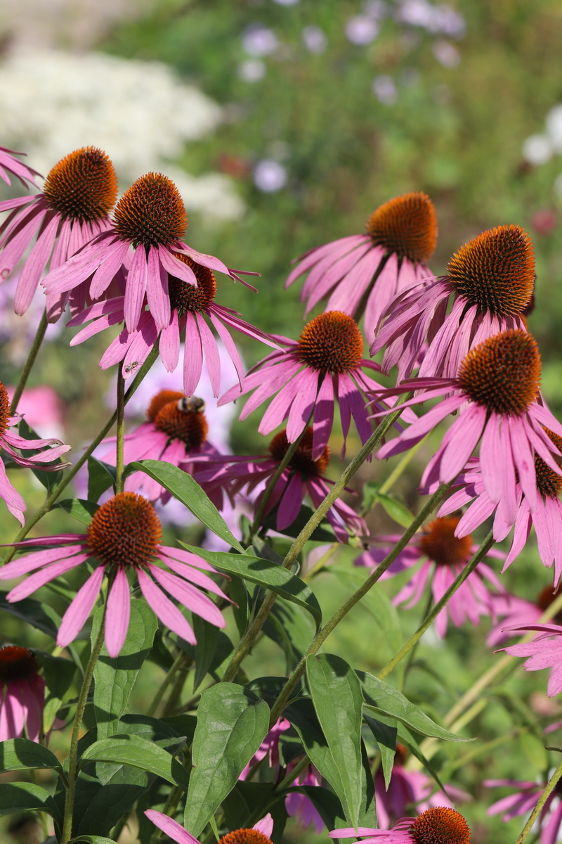 Image of Echinacea purpurea specimen.