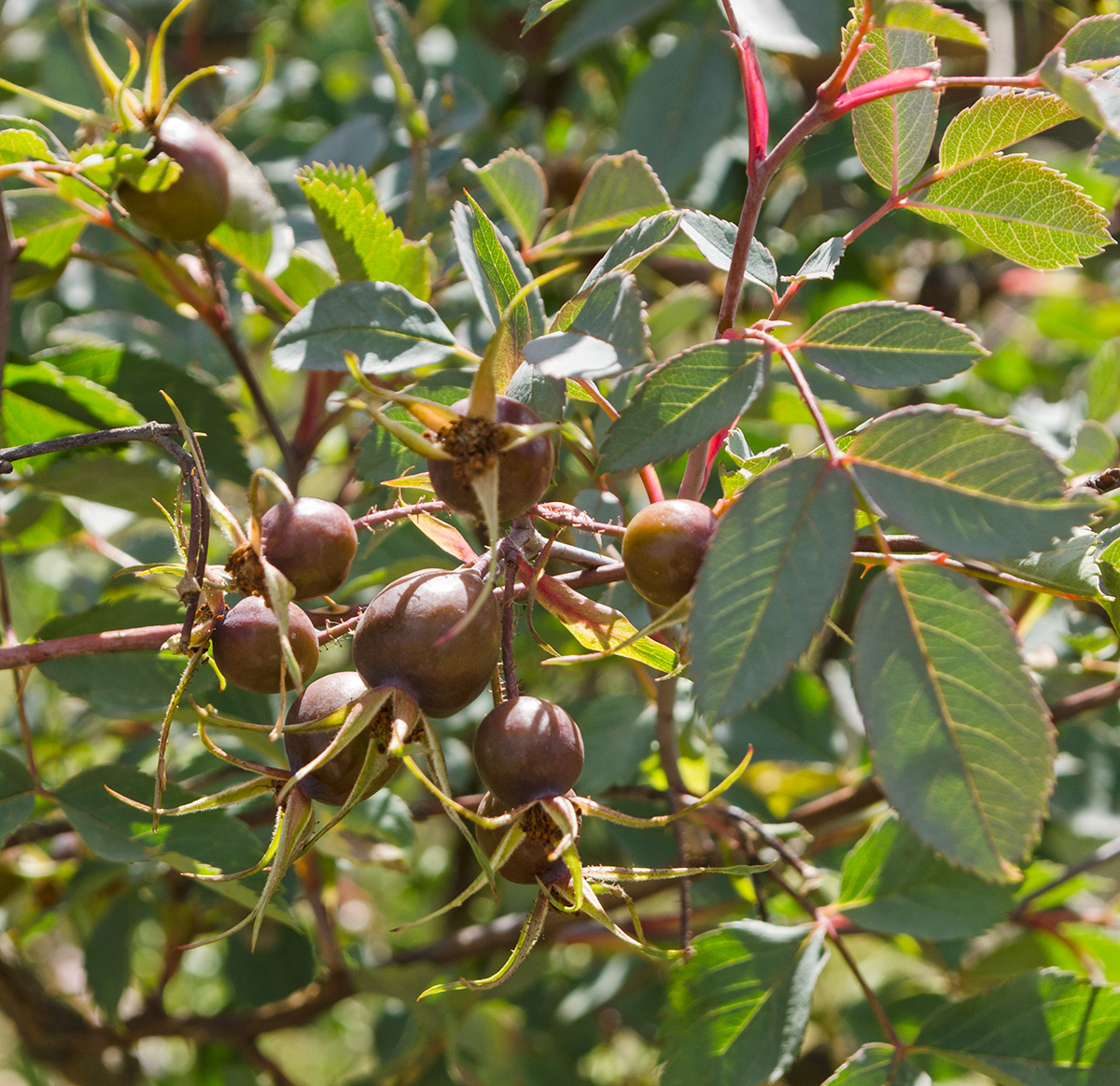 Изображение особи Rosa glauca.