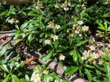 Chimaphila umbellata