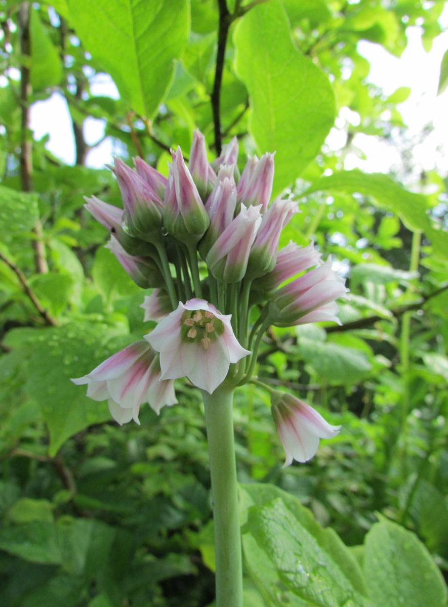 Изображение особи Nectaroscordum bulgaricum.