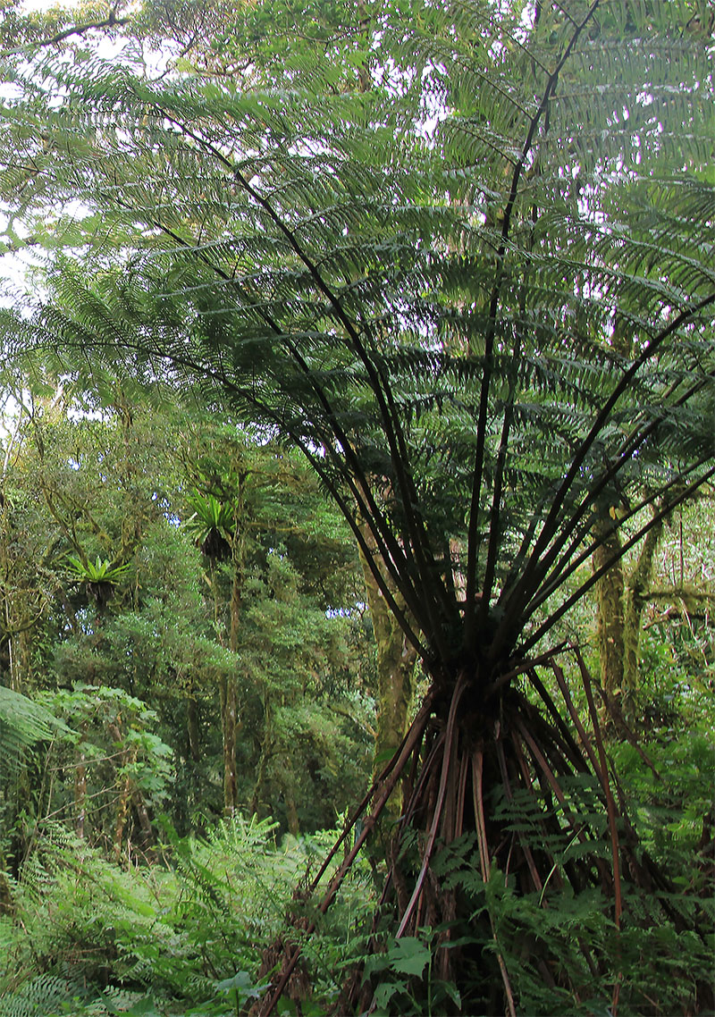 Изображение особи порядок Cyatheales.