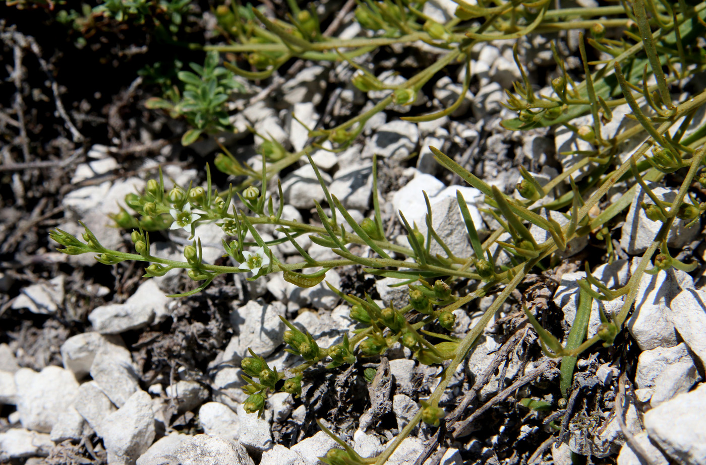 Image of Thesium dollineri ssp. moesiacum specimen.