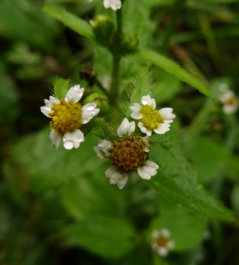 Image of Galinsoga parviflora specimen.