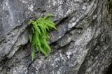Woodsia caucasica. Вегетирующие растения. Северная Осетия, Алагирский р-н, Куртатинское ущелье, Кадаргаванский каньон, на скале. 23.07.2022.