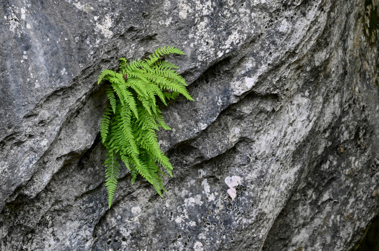 Image of Woodsia caucasica specimen.