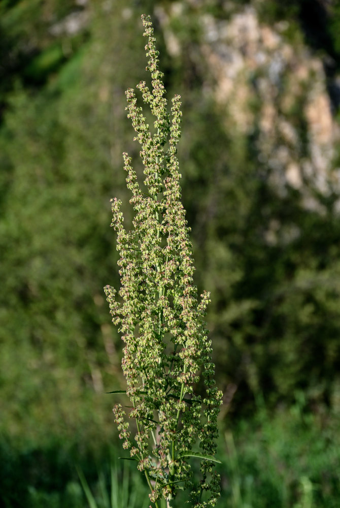 Image of genus Rumex specimen.