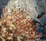 genus Asperula. Засыхающее растение. Крым, южный берег, окр. Алупки, на скале. 26.01.2020.