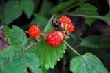 Rubus crataegifolius