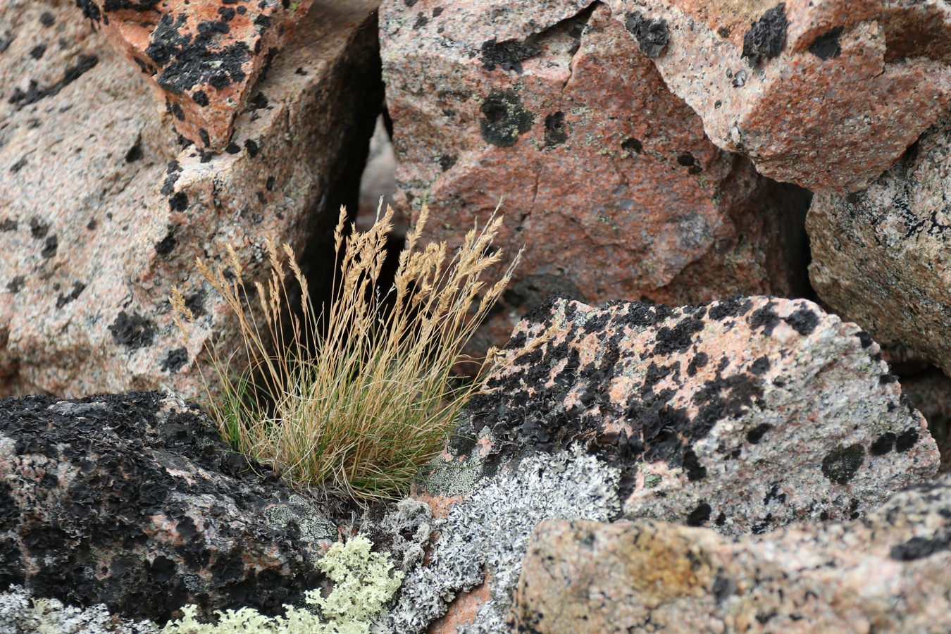 Image of genus Festuca specimen.