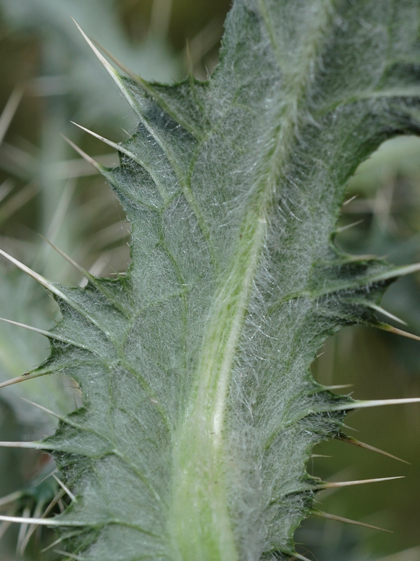 Изображение особи Cirsium sairamense.