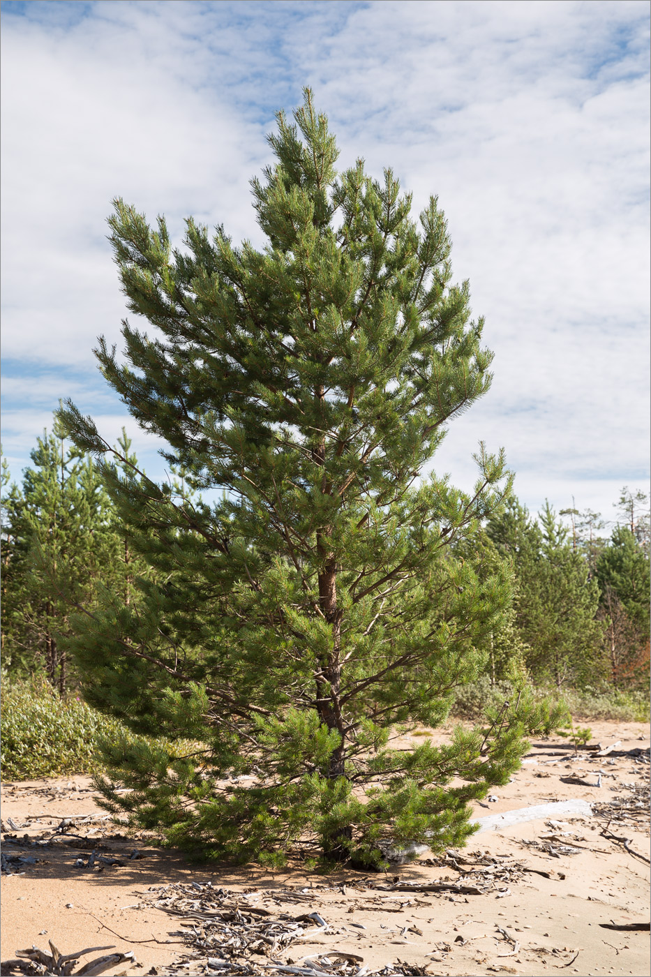 Изображение особи Pinus friesiana.