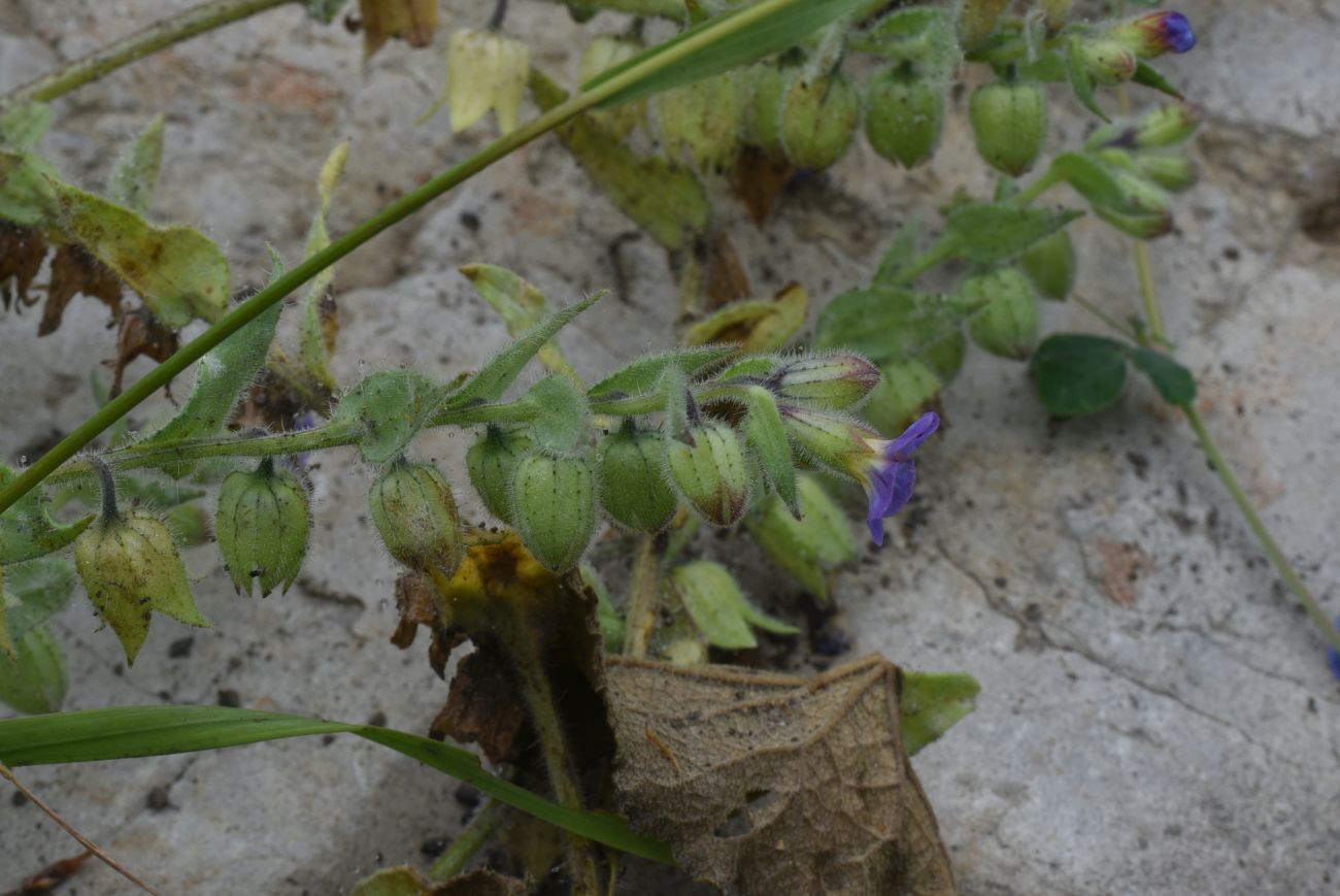 Image of Nonea versicolor specimen.