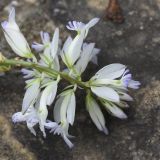 Polygala caucasica. Соцветие (гипохромная форма). Республика Ингушетия, Джейрахский р-н, окр. альплагеря \"Кязи\", выс. 1980 м н.у.м, луг. 23 июля 2022 г.